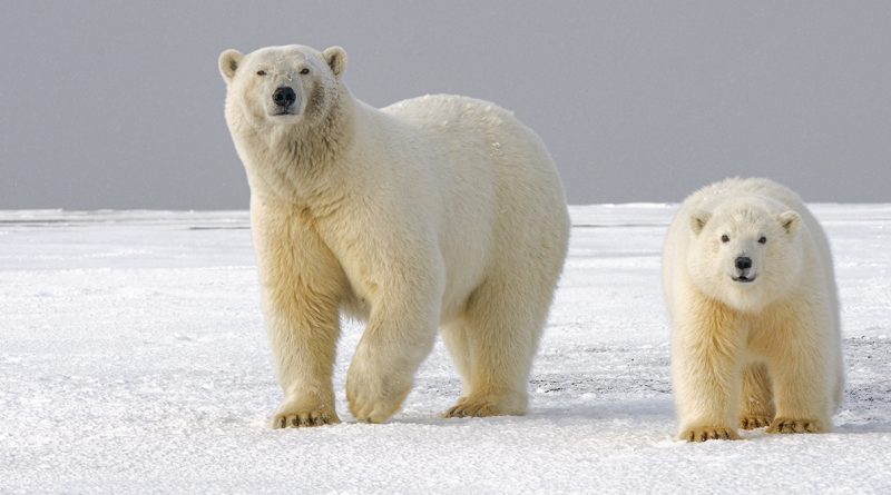 Polar bear, a charismatic symbol of the North